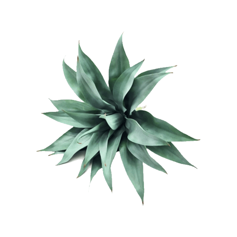 WN031-1-